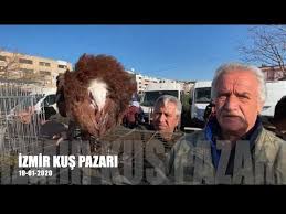 Guvercin Pazari Acildi Youtube