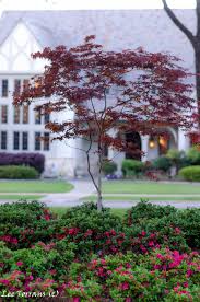 We did not find results for: Japanese Maple Lee Ann Torrans Gardening