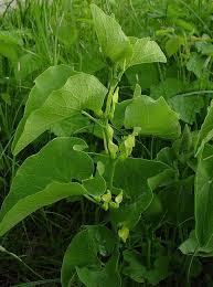 Image result for Aristolochia zenkeri