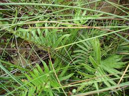 Image result for Cyclosorus interruptus