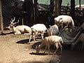 Únete y hagamos de quilpué una ciudad que avanza en la quinta región. Zoologico De Quilpue Wikipedia La Enciclopedia Libre