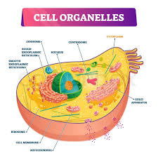 Learn the names, and understand the locations of all the major organelles in an animal cell to have clear concept about its structure. Cell Organelles Biological Anatomy Stock Vector Colourbox