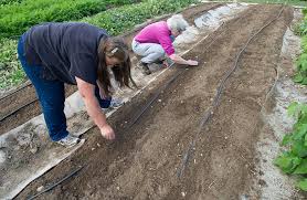 How to irrigate raised garden beds. Bulletin 2160 Trickle Irrigation Using And Conserving Water In The Home Garden Cooperative Extension Publications University Of Maine Cooperative Extension
