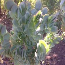 Kalanchoe Marnieriana 1 Qt Marnier S Kalanchoe 1 Qt Herb Farm Succulents In Containers Succulents