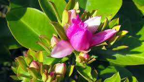 Farm fresh prickly pear cactus fruits picking and eating in my village | village food taste. How To Grow Rose Cactus Growing Pereskia Bleo In A Container