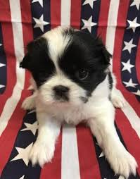 A wide range of additional services may also be offered by the marion county animal shelter. Japanese Chin Puppy For Sale Adoption Rescue For Sale In Salem Oregon Classified Americanlisted Com