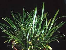 In its native land, the plant is usually found growing along streams and rivers. Cryptocoryne Crispatula Var Flaccidifolia Cryptocoryne Arten Standardpflanzen C Aquariumpflanzen Aquaristik Studio Heimrich