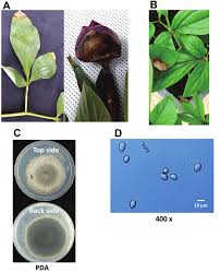We did not find results for: Gray Mold Caused By Botrytis Cinerea On Peonies A Symptoms Of Gray Download Scientific Diagram