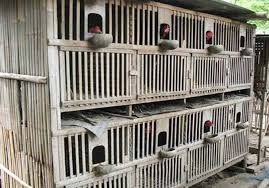 Pembuatan kandang ayam dari bambu tanpa rangka kayu. 5 Cara Membuat Kandang Ayam Mudah Dan Murah