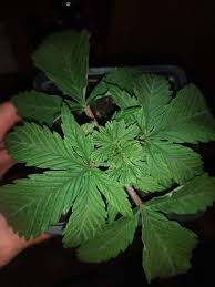 Mr.jiujitsu , 916fisherman , jack og and 6 others Techniques Fiming Grow Question By Removed Growdiaries