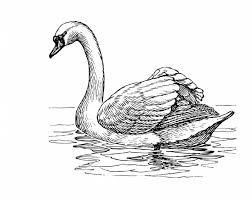 Mulai dari gambar sketsa panorama alam, gambar sketsa wajah, gambar sketsa bunga, gambar sketsa hewan, gambar sketsa kartun, gambar sketsa flora, dll. 85 Gambar Arsiran Angsa Terbaik Gambar Pixabay