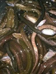Ikan tenggiri ini biasanya diolah menjadi makanan seperti pempek. 100 Gambar Ikan Hias Mas Hiu Koi Paus Lele Dll