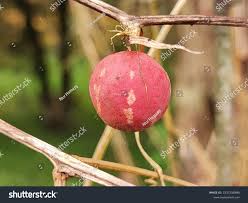 Image result for Zehneria