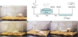 Sexual activity increases the number of newborn cells in the accessory  olfactory bulb of male rats