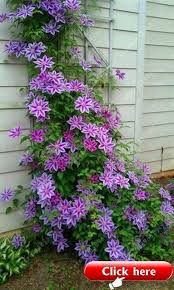See more ideas about clematis, clematis vine, plants. 100pcs Bag Clematis Seeds Flower Clematis Vines Bonsai Flower Seeds Perennial Flowers Climbing Clematis Plants For Home Garden 2019 Landscape Diy Clematis Plants Plants Flowers Perennials