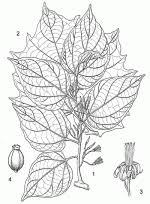 Image result for Alangium chinense