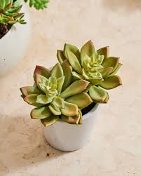 Check spelling or type a new query. The Best Fake Succulents Ikea Target 3 Others Apartment Therapy