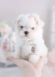 Home trained teacup maltese puppies available. Maltese Puppy Teacup Puppies For Sale 292 Maltese Puppy Teacup Puppies Teacup Puppies Maltese