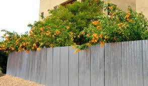 Want to attract hummingbirds to your garden? Invasive Trumpet Vine
