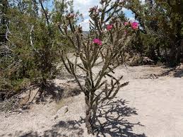 Image result for Opuntia imbricata