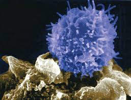 Image result for T-Lymphocyte