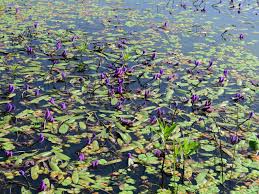 Image result for Aponogetonaceae