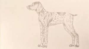 Similarly, use irregular curved lines to form ear of your dog. How To Draw A German Short Haired Pointer Step By Step Youtube