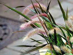 Image result for Cenchrus purpureus