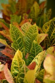 Crotons Plant Leaves Plants Garden Center