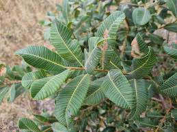 Image result for Ozoroa paniculosa