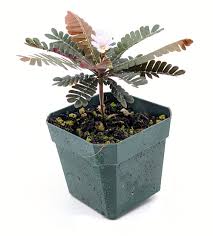 Image result for Biophytum