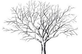 Tree With No Leaves Drawing Coloring Page Of A Tree Without Leaves 1600x1276px 23384 Tree Drawing Tree Graphic Tree Sketches