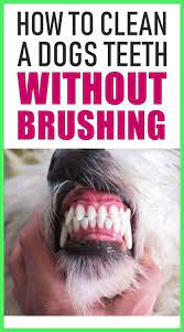 Groomer Tips For A Puppy S First Pet Grooming Dog Care Health Tips Dog Grooming Photogr In 2020 Dog Teeth Dog Dental Cleaning Dog Teeth Cleaning