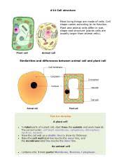 Antibiotics interfere with functions that are vital for the cell, including copying and making the dna. 02 Cells Biology Notes Igcse 2014 Pdf 14 Cell Structure Most Living Things Are Made Of Cells Cell Shape Varies According To Its Function Plant And Course Hero