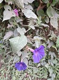 Image result for Ipomoea adenioides
