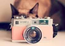 Résultat de recherche d'images pour