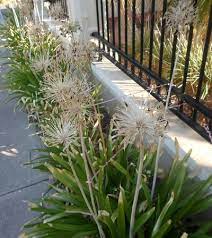 Decorating With Dry Agapanthus Flower Heads Decornotes