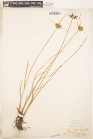 Image result for Isolepis costata