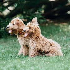 Join millions of people using oodle to find puppies for adoption, dog and puppy listings, and other pets adoption. Goldendoodle Breeders In New Jersey 2021 Top 4 Picks We Love Doodles