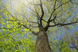Things to do in new england, united states: What One New England Tree Can Tell Us About The Earth S Future Essay Zocalo Public Square