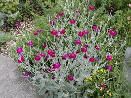 We did not find results for: Best Silver Foliage Plants To Beautify Your Garden Balcony Garden Web