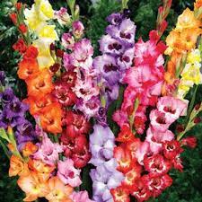 Two Toned Gladiolus Mixture Bulb Flowers Gladiolus Flower Summer Flowering Bulbs