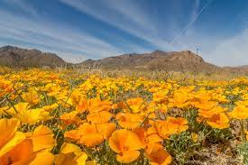 Xochitl flowers and gifts is a locally owned and operated flower shop serving our customers in the el paso, tx area. El Paso S Poppy Bloom Is One Of The Most Colorful In Years Texas Highways
