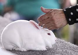 Our Favorite Animal Photos of 2018