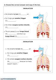 Nutrition 3 Respiratory System Interactive Worksheet Respiratory System Body Systems Worksheets Respiratory System Activities