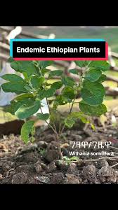 Image result for Lippia abyssinica