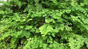 Image result for Adiantum vogelii
