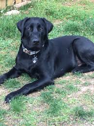 Mox 6 Months Old Lab Digging For Rocks In The Yard Black Labrador Puppy Labrador Retriever Black Labrador Puppy Labrador Puppy Puppies