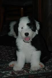 Black And White Old English Sheepdog Puppy Old English Sheepdogs Old English Sheepdog Puppy English Sheepdog Old English Sheepdog