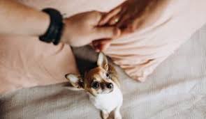 Mein hund bellt immer am gartenzaun, wenn eine fremde person dort vorbei geht. Hilfe Mein Hund Bellt Am Gartenzaun Zooroyal Magazin